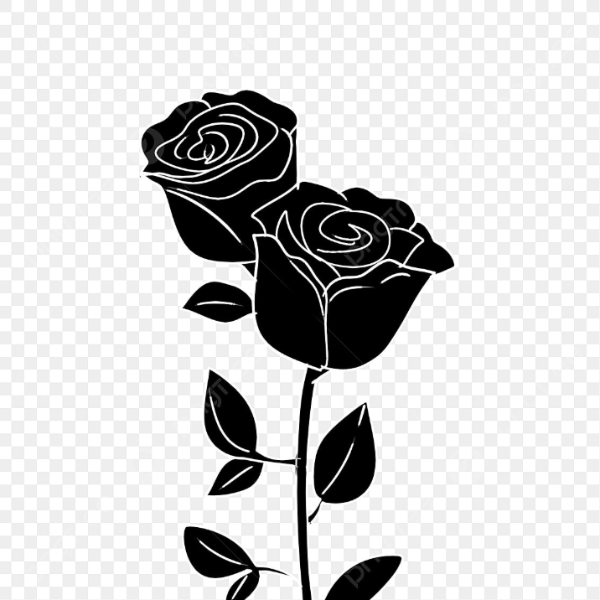 shiraz profile image